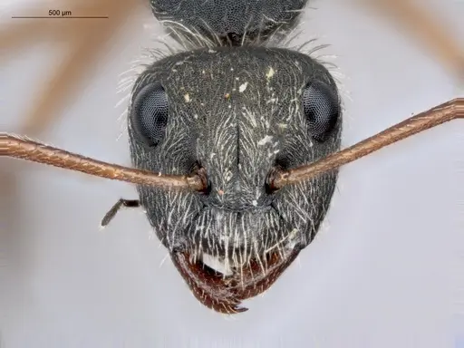 Camponotus textor - ECOFOG-HC-0040