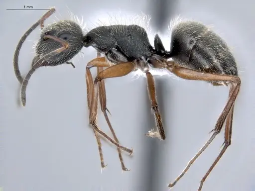 Camponotus textor - ECOFOG-HC-0040