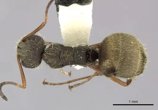 Camponotus textor - INBIOCRI001218776