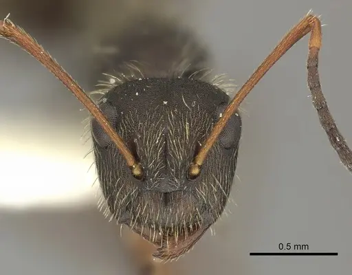 Camponotus textor - INBIOCRI001218776