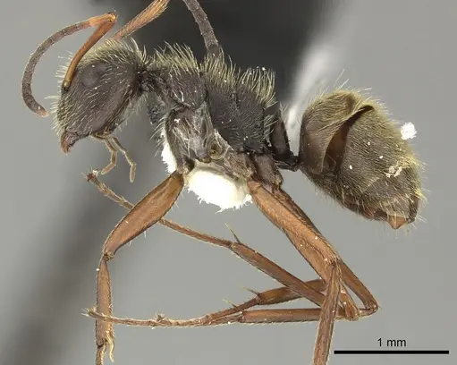 Camponotus textor - INBIOCRI001218776