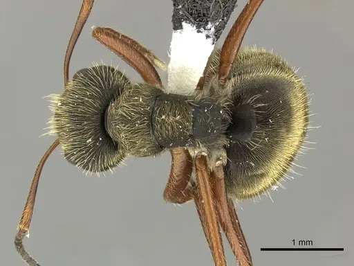 Camponotus textor - INBIOCRI001280594