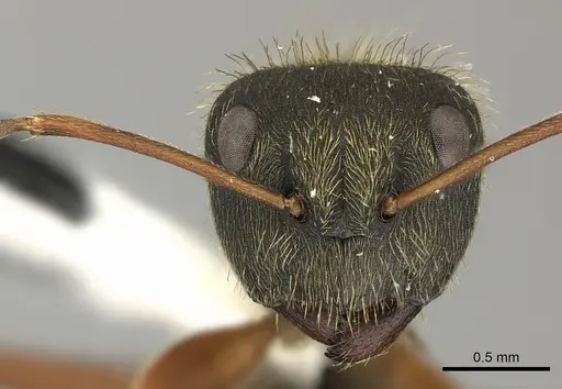 Camponotus textor - INBIOCRI001280594