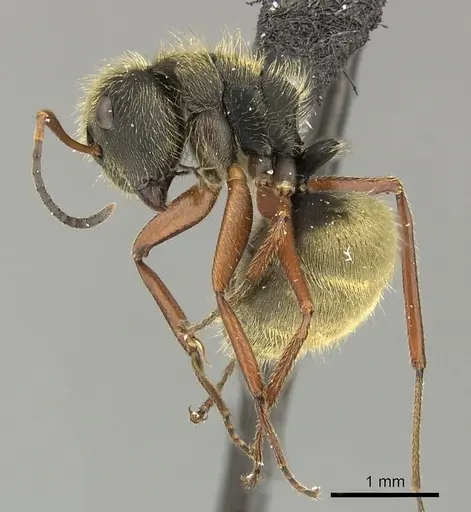 Camponotus textor - INBIOCRI001280594