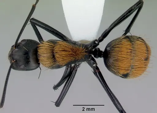Camponotus thadeus specimen