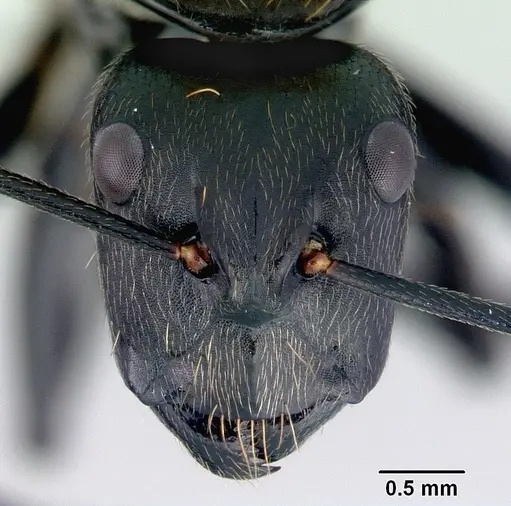 Camponotus thadeus specimen
