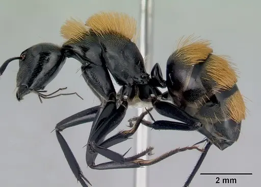 Camponotus thadeus specimen