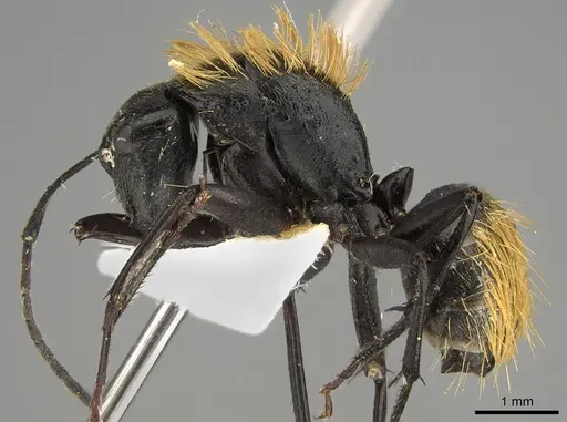 Camponotus thadeus - CASENT0887687