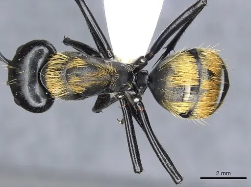 Camponotus thadeus - CASENT0903566