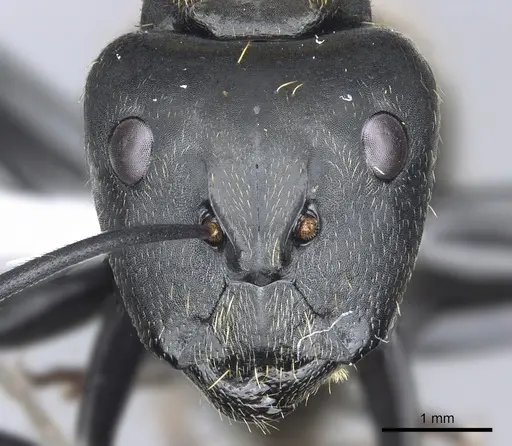 Camponotus thadeus - CASENT0903566