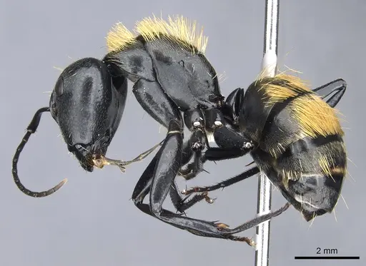 Camponotus thadeus - CASENT0903566