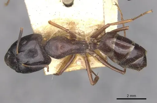 Camponotus thales specimen