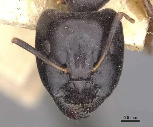 Camponotus thales specimen