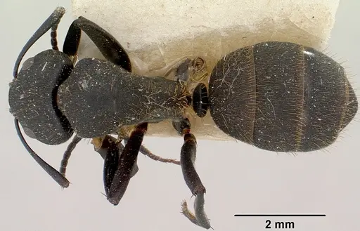 Camponotus themistocles specimen
