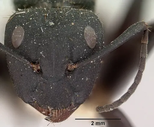 Camponotus themistocles specimen