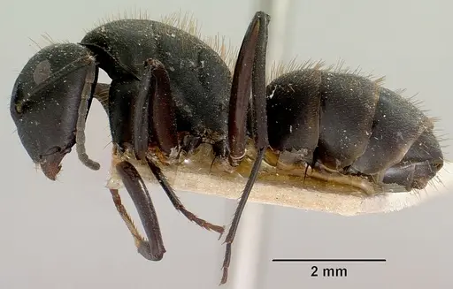 Camponotus themistocles specimen