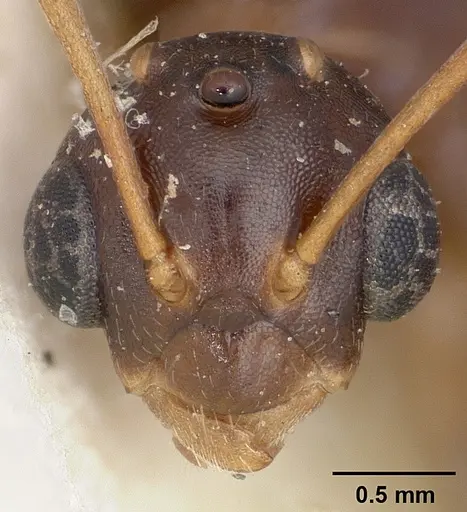 Camponotus thomasseti specimen