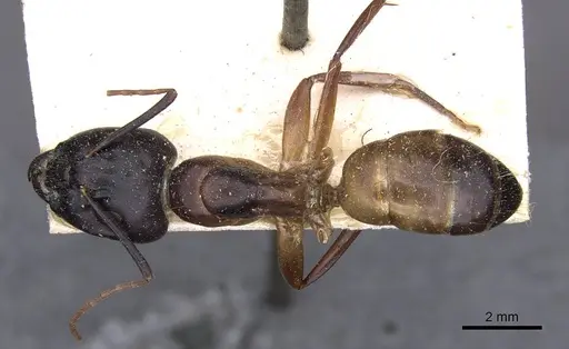 Camponotus thoracicus specimen