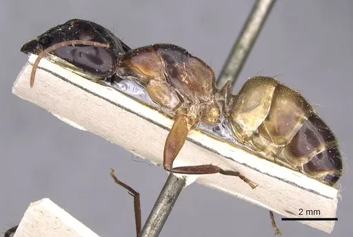 Camponotus thoracicus specimen