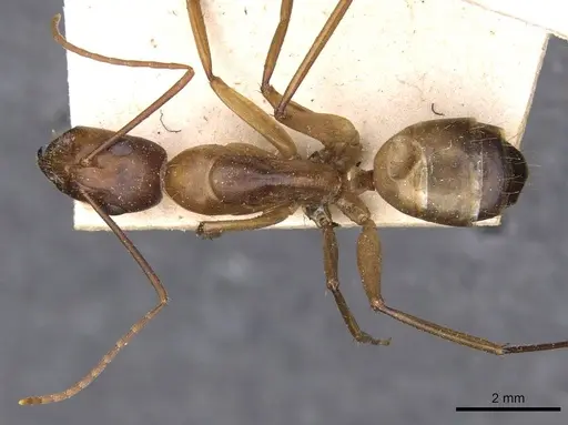 Camponotus thoracicus - CASENT0910250