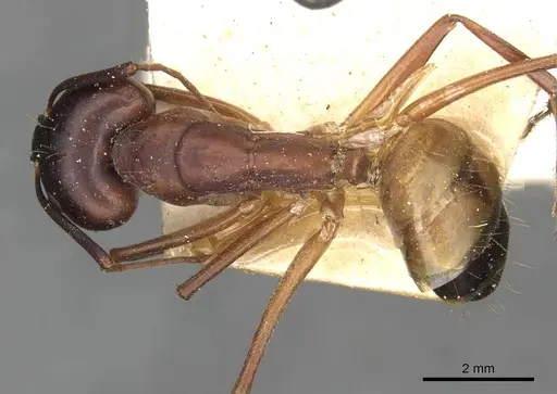 Camponotus thoracicus - CASENT0910251