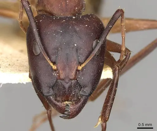 Camponotus thoracicus - CASENT0910251