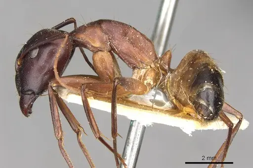 Camponotus thoracicus - CASENT0910251