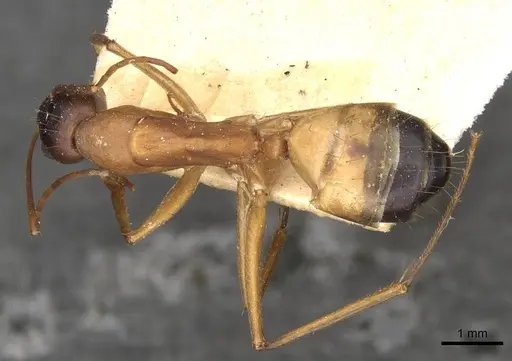 Camponotus thoracicus - CASENT0910252