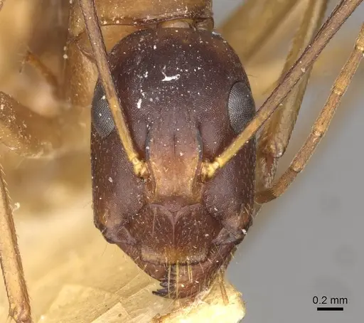 Camponotus thoracicus - CASENT0910252