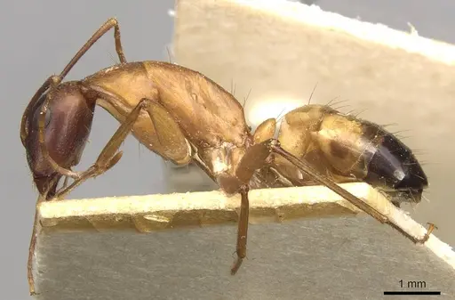 Camponotus thoracicus - CASENT0910252