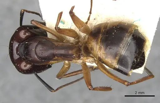 Camponotus thoracicus - CASENT0910253