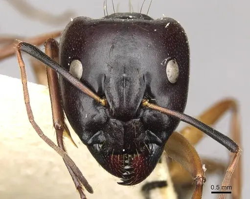 Camponotus thoracicus - CASENT0910253