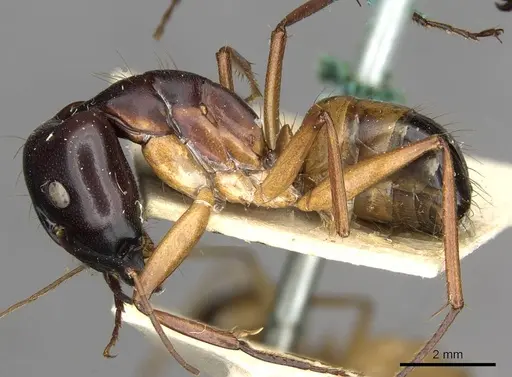 Camponotus thoracicus - CASENT0910253