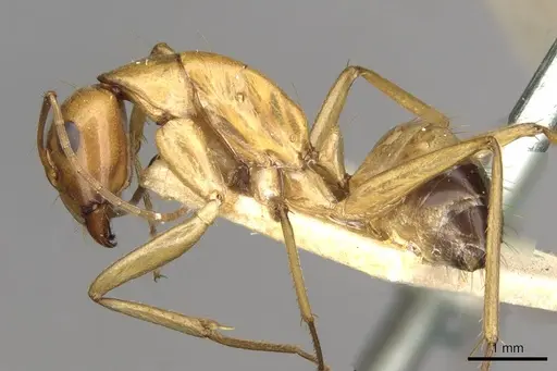 Camponotus thoracicus - CASENT0910254