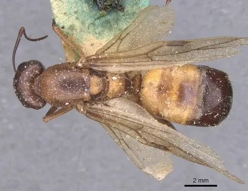 Camponotus thoracicus - CASENT0912059