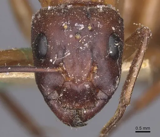 Camponotus thoracicus - CASENT0912059