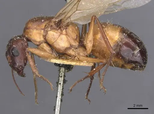 Camponotus thoracicus - CASENT0912059