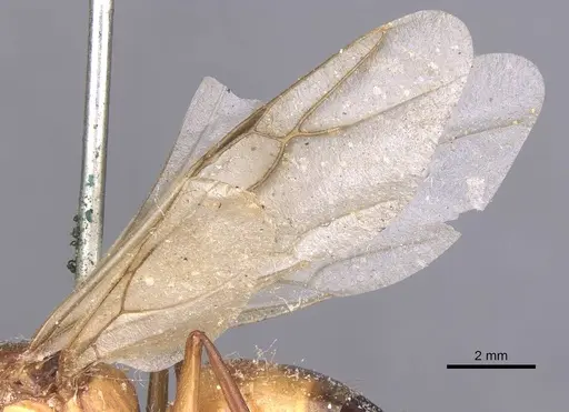 Camponotus thoracicus - CASENT0912059