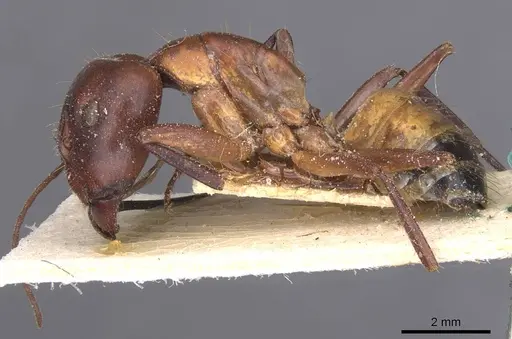 Camponotus thoracicus - CASENT0912060