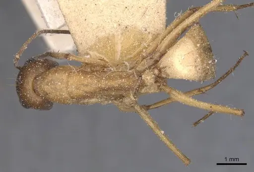 Camponotus thoracicus - CASENT0912061