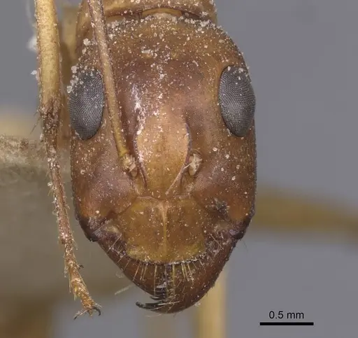 Camponotus thoracicus - CASENT0912061