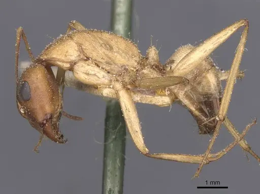 Camponotus thoracicus - CASENT0912061