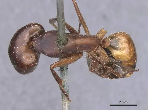 Camponotus thoracicus - CASENT0912062