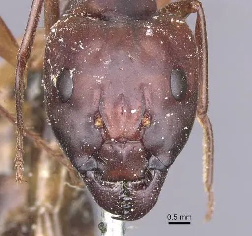 Camponotus thoracicus - CASENT0912062