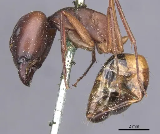 Camponotus thoracicus - CASENT0912062