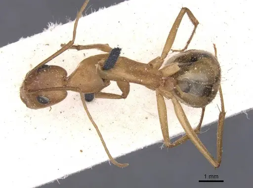 Camponotus thoracicus - CASENT0912063