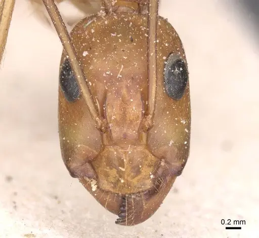 Camponotus thoracicus - CASENT0912063