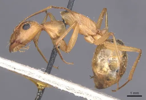 Camponotus thoracicus - CASENT0912063