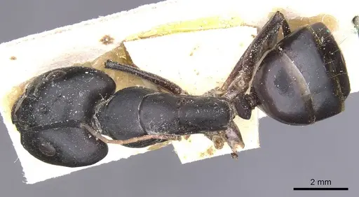 Camponotus thoracicus - CASENT0912064