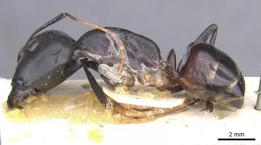 Camponotus thoracicus - CASENT0912064